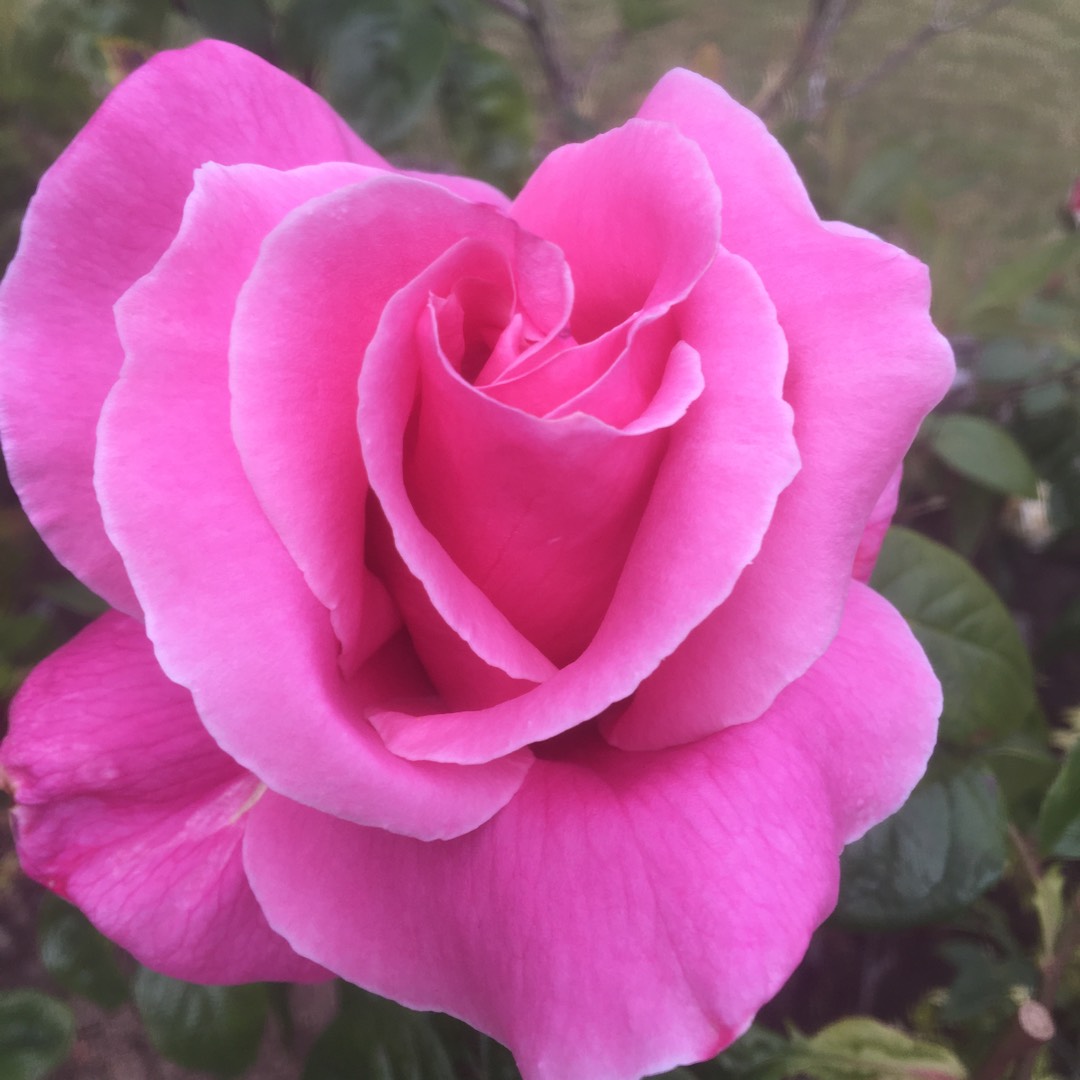 Rosa Bucbi syn. Rosa Carefree Beauty, Rosa Audace, Rosa Katy Road Pink in the GardenTags plant encyclopedia Rose Carefree Beauty (Shrub) in the GardenTags plant encyclopedia