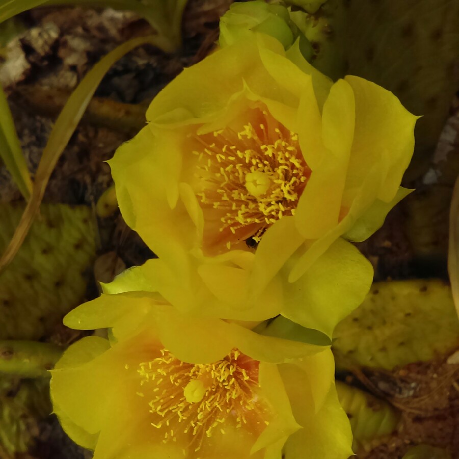 Prickly Pear Cactus in the GardenTags plant encyclopedia