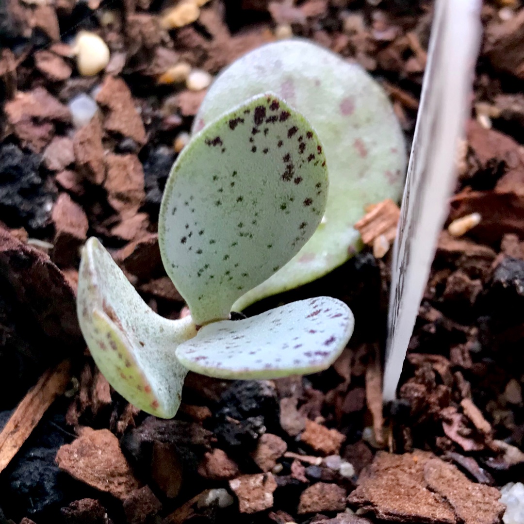 Adromischus Marianiae v. Kubusensis in the GardenTags plant encyclopedia Adromischus Marianiae Kubusensis in the GardenTags plant encyclopedia