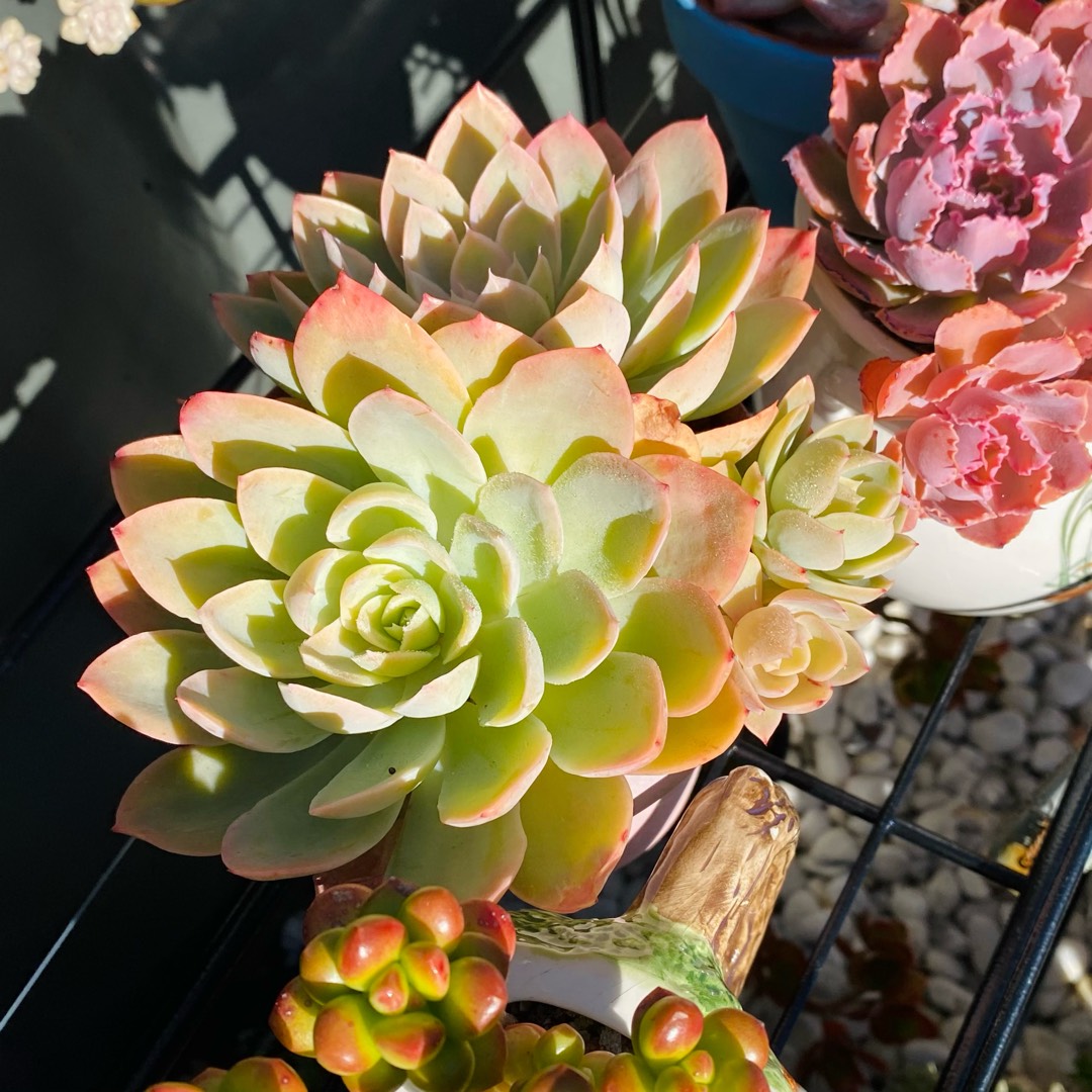 Echeveria Silk Veil Hybrid in the GardenTags plant encyclopedia Echeveria Silk Veil in the GardenTags plant encyclopedia