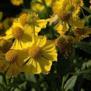 Helenium autumnale Die Blonde in the GardenTags plant encyclopedia Sneezeweed Sunny spice in the GardenTags plant encyclopedia