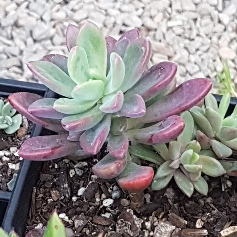 x Pachyveria Dr Cornelius in the GardenTags plant encyclopedia Pachyveria Dr Cornelius in the GardenTags plant encyclopedia