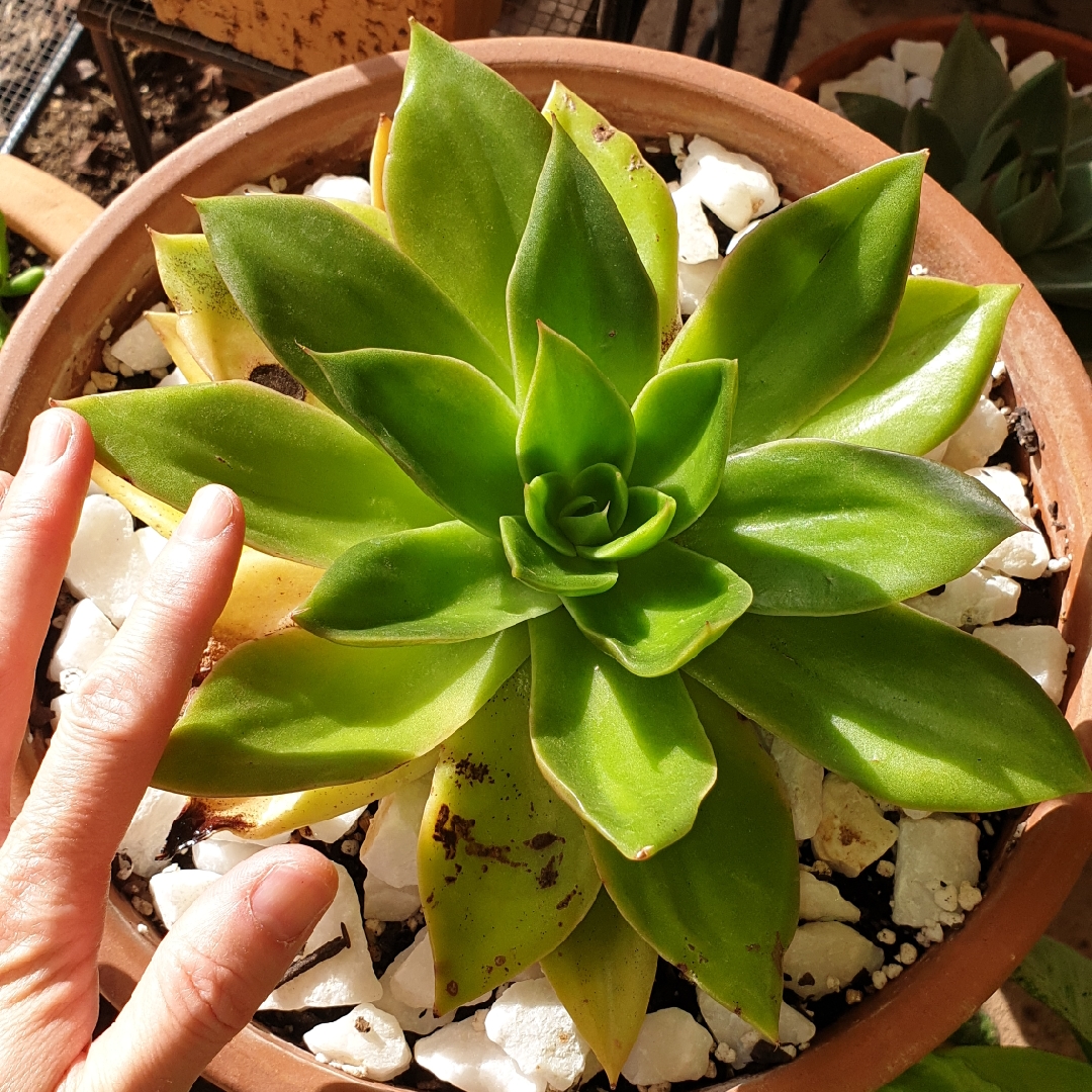 Echeveria Star Green in the GardenTags plant encyclopedia Echeveria Star Green in the GardenTags plant encyclopedia