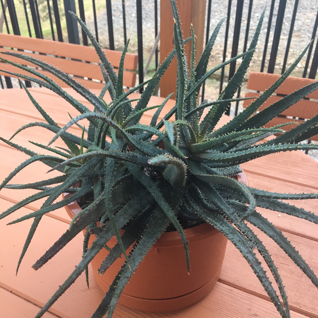 Aloe Parvula in the GardenTags plant encyclopedia Aloe Parvula in the GardenTags plant encyclopedia