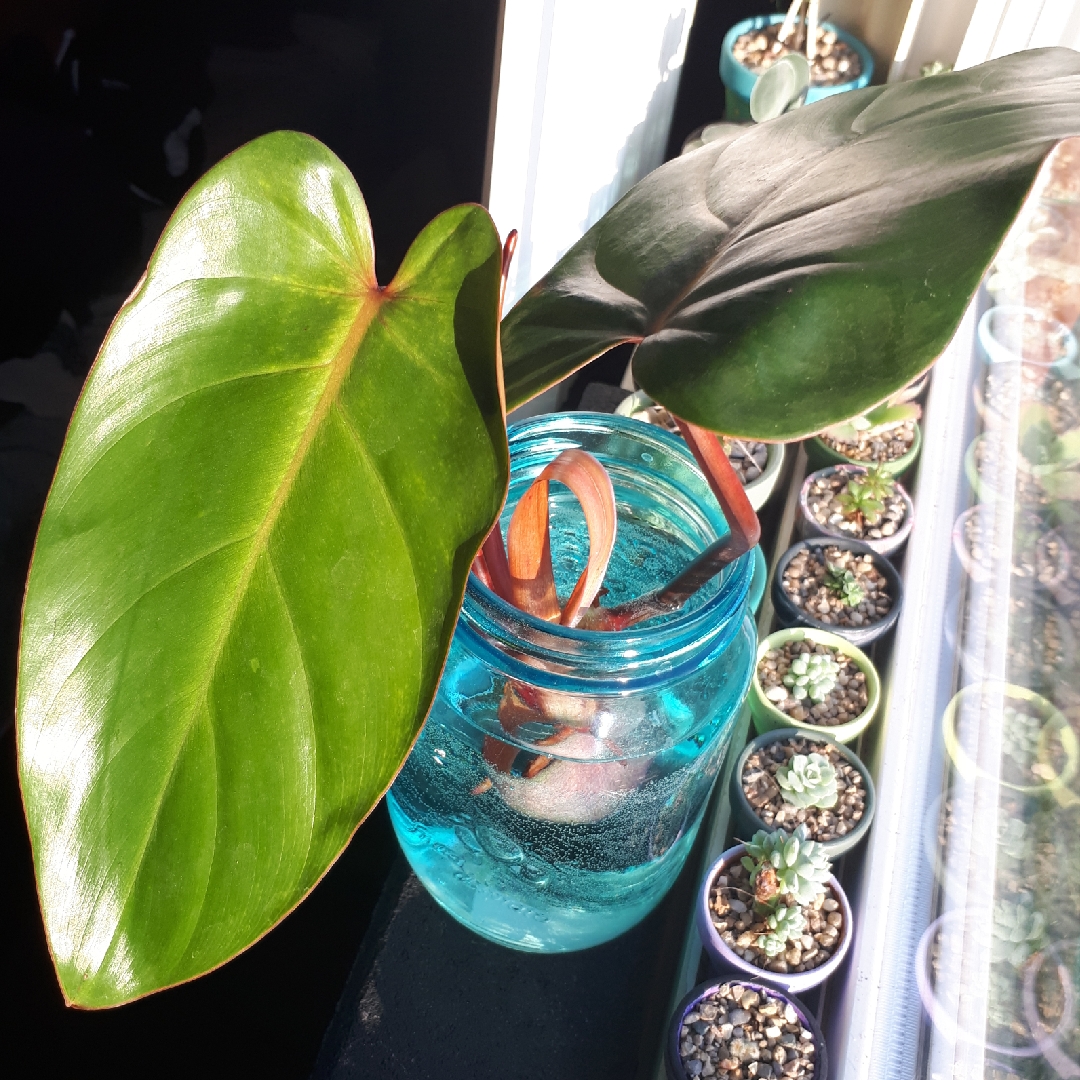 Philodendron erubescens Red Emerald in the GardenTags plant encyclopedia Philodendron Red Emerald in the GardenTags plant encyclopedia