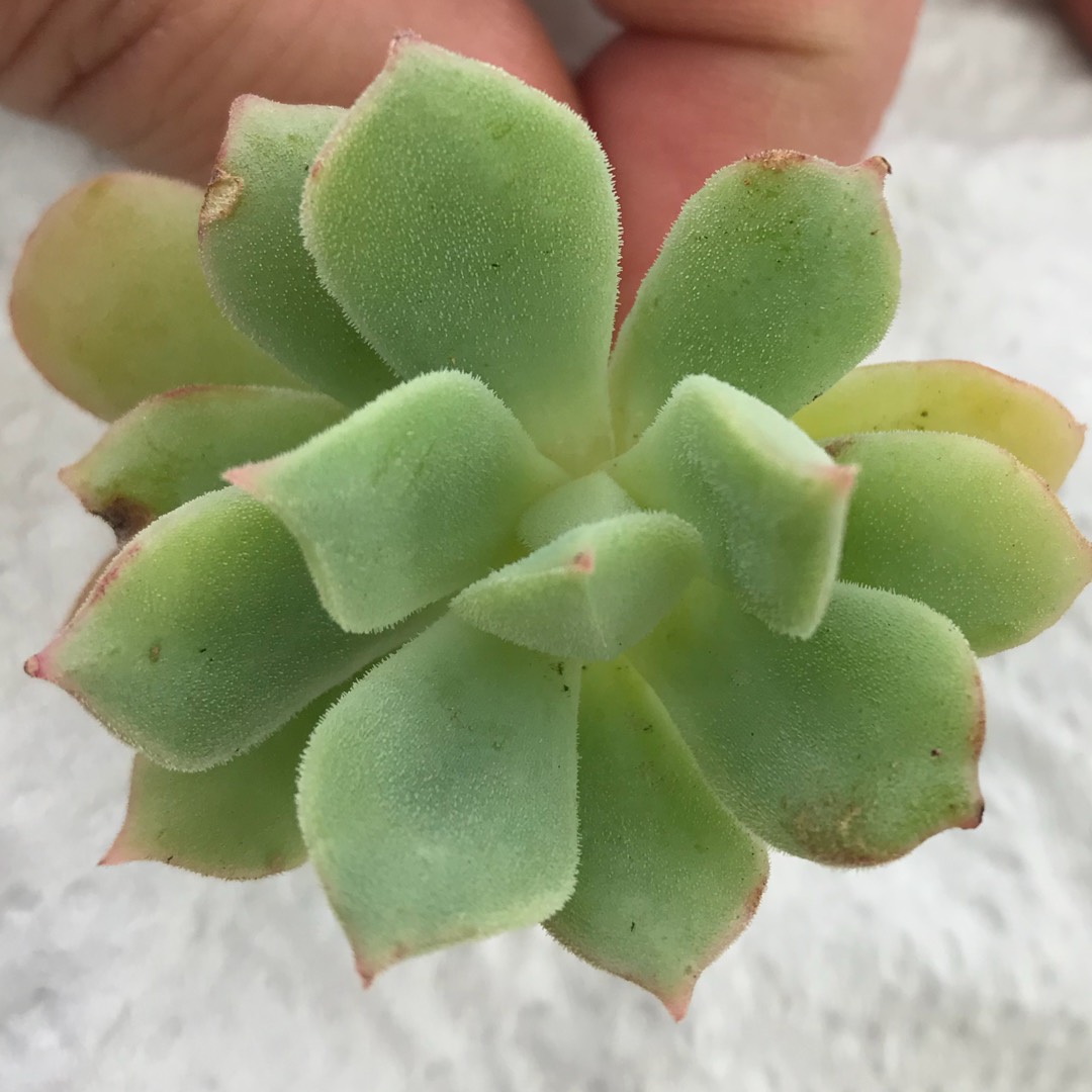 Echeveria Graessneri in the GardenTags plant encyclopedia Echeveria Graessneri in the GardenTags plant encyclopedia