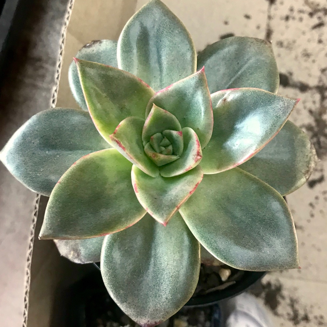 Echeveria Grammut in the GardenTags plant encyclopedia Echeveria Grammut in the GardenTags plant encyclopedia