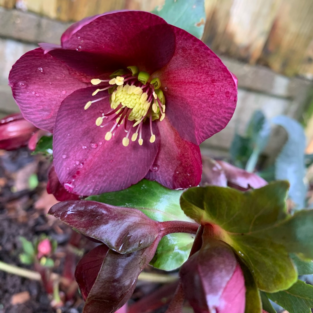 Helleborus Epb 21 (Frostkiss Series) syn. Helleborus (Rodney Davey Marbled Group) Charmer in the GardenTags plant encyclopedia Hellebore Charmer in the GardenTags plant encyclopedia
