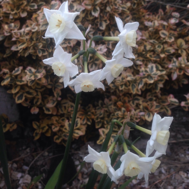 Narcissus Tresamble in the GardenTags plant encyclopedia Daffodil Tresamble (Triandrus) in the GardenTags plant encyclopedia
