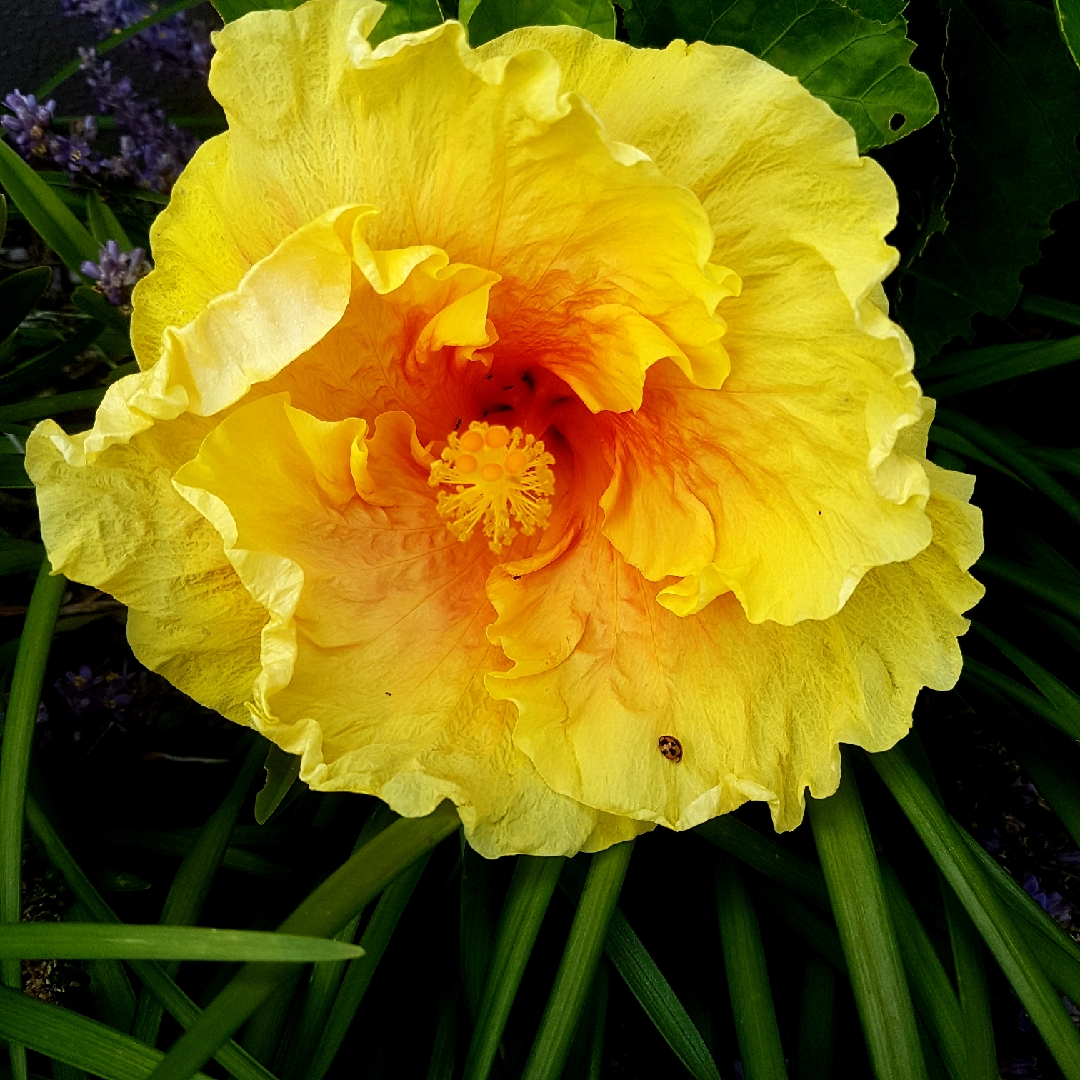 Hibiscus rosa-sinensis Bali Sunset in the GardenTags plant encyclopedia Tropical Hibiscus Bali Sunset in the GardenTags plant encyclopedia
