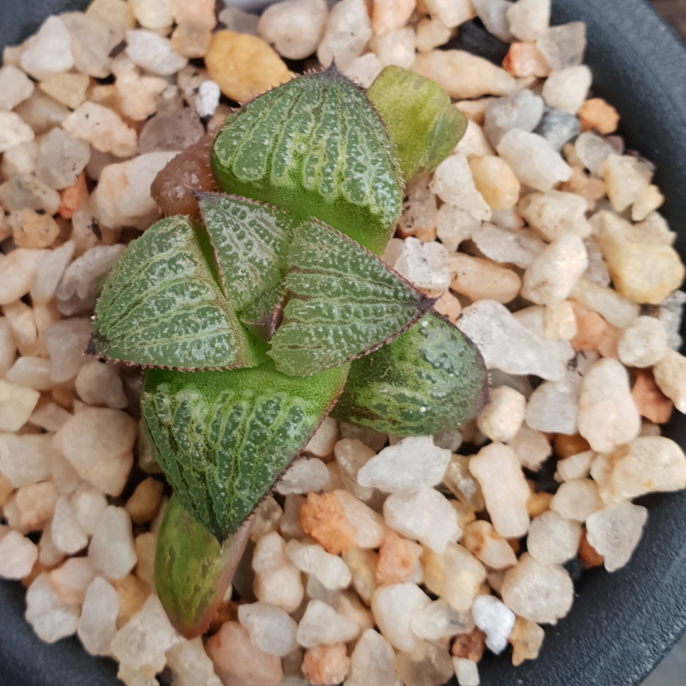 Haworthia Splendens Kintoun in the GardenTags plant encyclopedia Haworthia Flying Cloud in the GardenTags plant encyclopedia