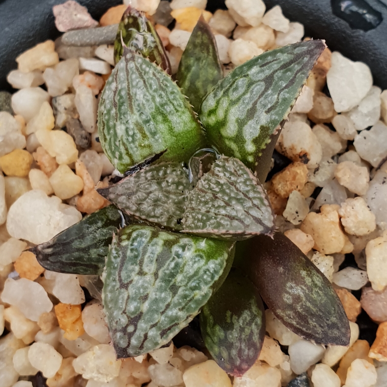 Haworthia Comptoniana in the GardenTags plant encyclopedia Haworthia Comptoniana Secret Lover in the GardenTags plant encyclopedia