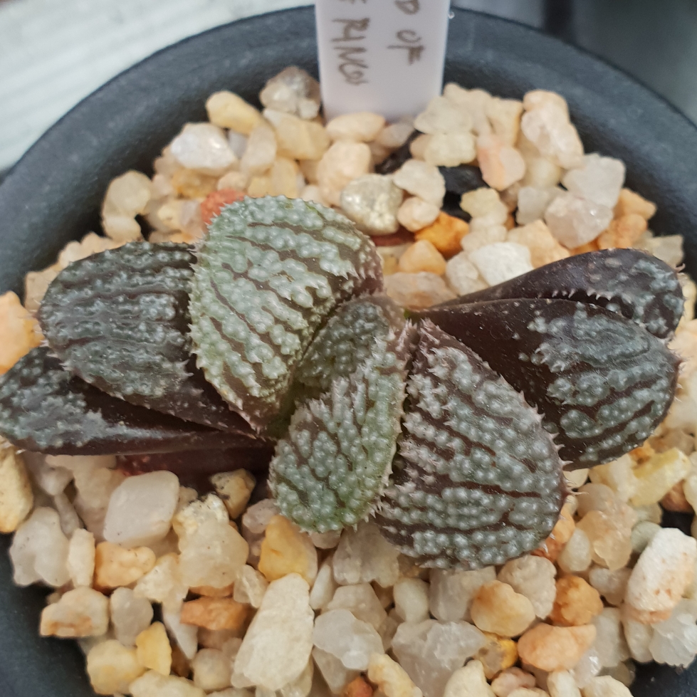 Haworthia Lord of The Rings in the GardenTags plant encyclopedia Haworthia Lord of The Rings in the GardenTags plant encyclopedia