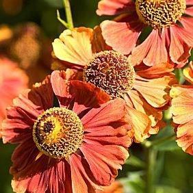 Helenium Flammendes Kathchen in the GardenTags plant encyclopedia Sneezeweed Flammendes Kathchen in the GardenTags plant encyclopedia