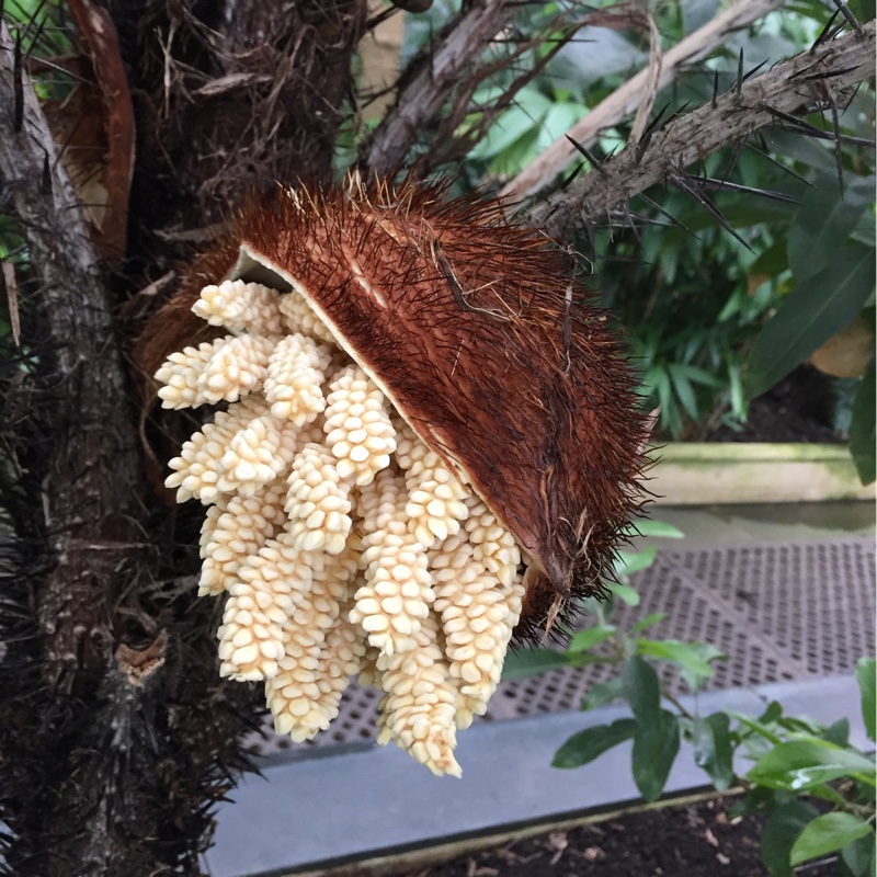Astrocaryum mexicanum in the GardenTags plant encyclopedia Choco Palm in the GardenTags plant encyclopedia