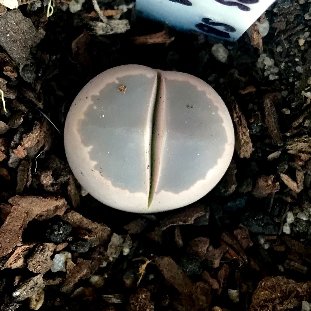 Lithops Olivacea SB1560 in the GardenTags plant encyclopedia Living Stones Olivacea in the GardenTags plant encyclopedia