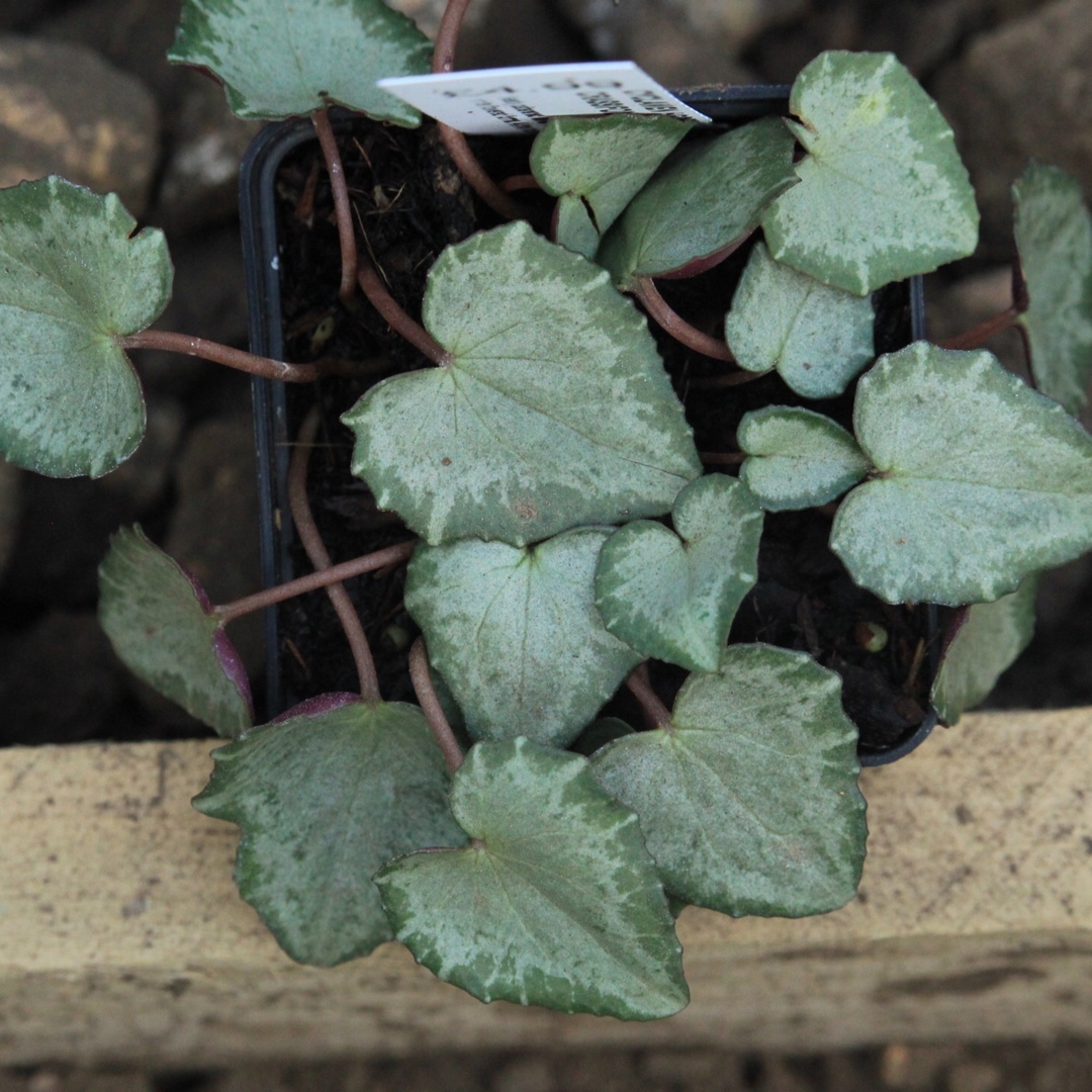 Cyclamen hederifolium subsp. crassifolium in the GardenTags plant encyclopedia Cyclamen (Species) Crassifolium Cyclamen in the GardenTags plant encyclopedia