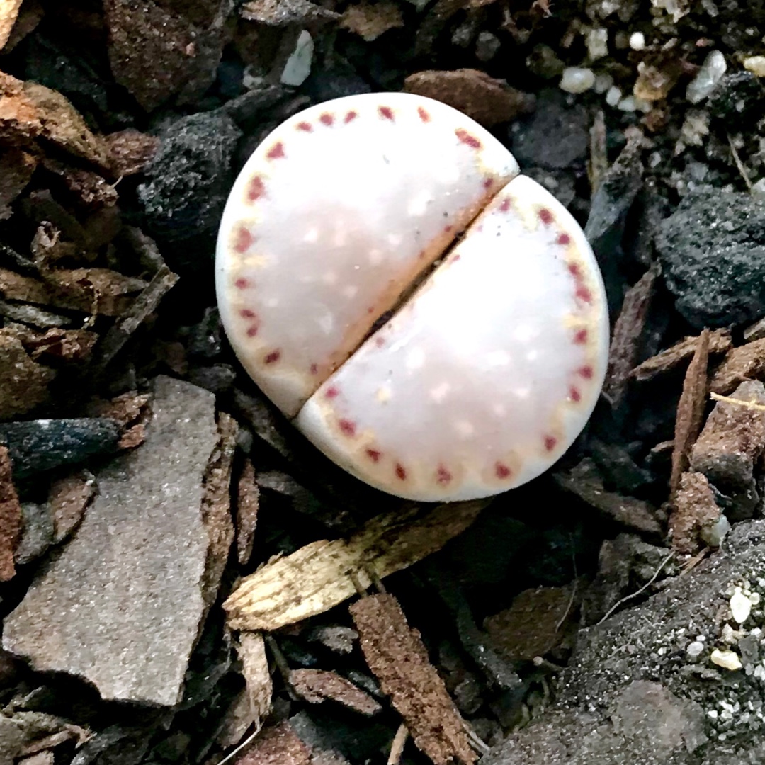Lithops Julii Fulleri C378 in the GardenTags plant encyclopedia Living Stones Julii Fulleri C378 in the GardenTags plant encyclopedia