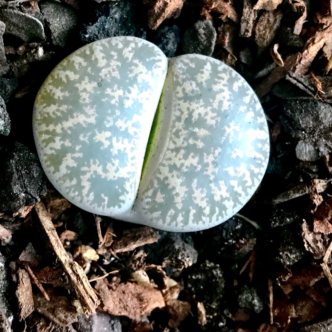 Lithops Lesliei C009 Grey Form in the GardenTags plant encyclopedia Living Stones Lesliei Grey Form in the GardenTags plant encyclopedia