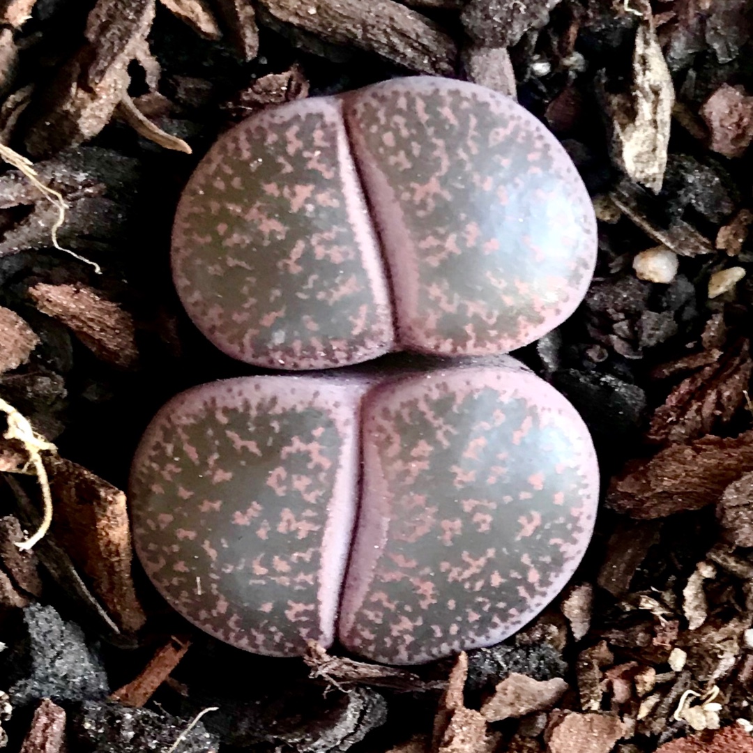 Lithops Lesliei Rubro Brunner C017 in the GardenTags plant encyclopedia Living Stones Lesliei Rubro Brunner in the GardenTags plant encyclopedia