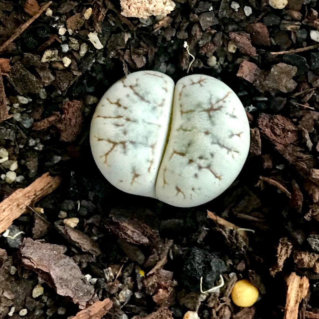 Lithops Pseudotruncatella C264 Pallid Form in the GardenTags plant encyclopedia Living Stones Pseudotruncatella Pallid Form in the GardenTags plant encyclopedia