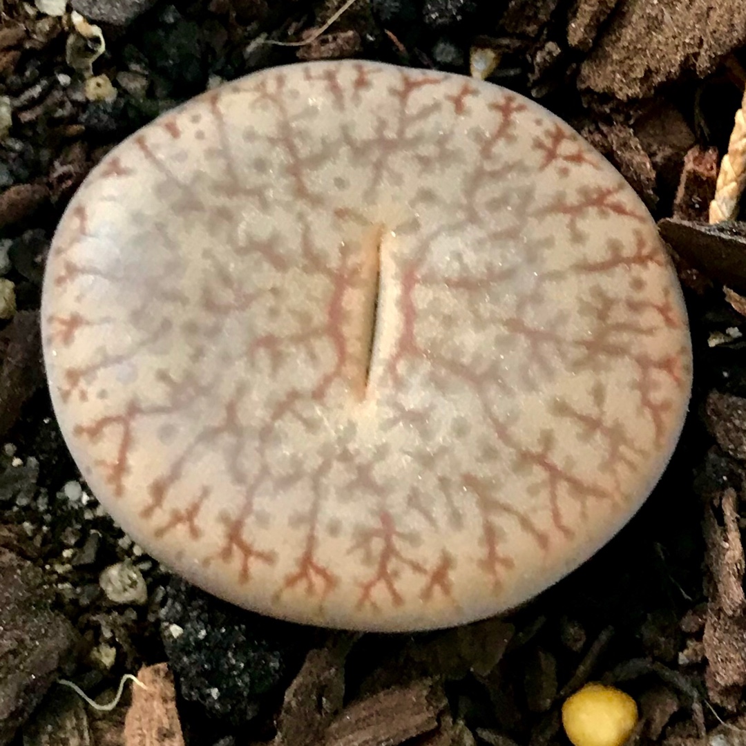 Lithops Truncatella Mundtii C099 in the GardenTags plant encyclopedia Living Stones Truncatella Mundtii in the GardenTags plant encyclopedia