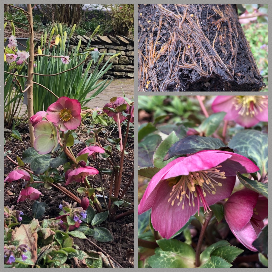 Helleborus Epb 12 (Frostkiss Series) syn. Helleborus (Rodney Davey Marbled Group) Sallys Shell in the GardenTags plant encyclopedia Hellebore Sallys Shell in the GardenTags plant encyclopedia