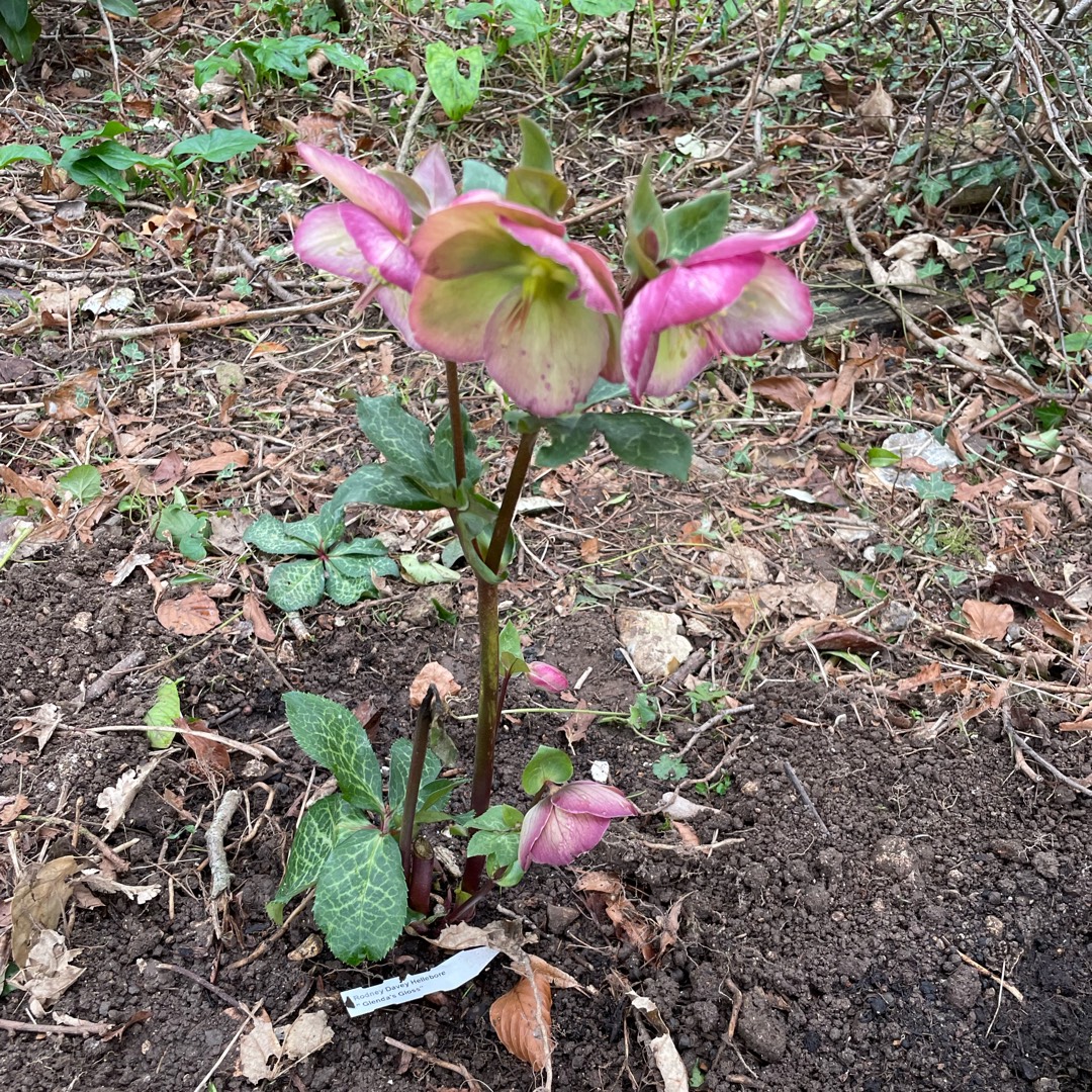 Helleborus Epb 25 (Frostkiss Series) syn. Helleborus (Rodney Davey Marbled Group) Glendas Gloss in the GardenTags plant encyclopedia Hellebore Glendas Gloss in the GardenTags plant encyclopedia