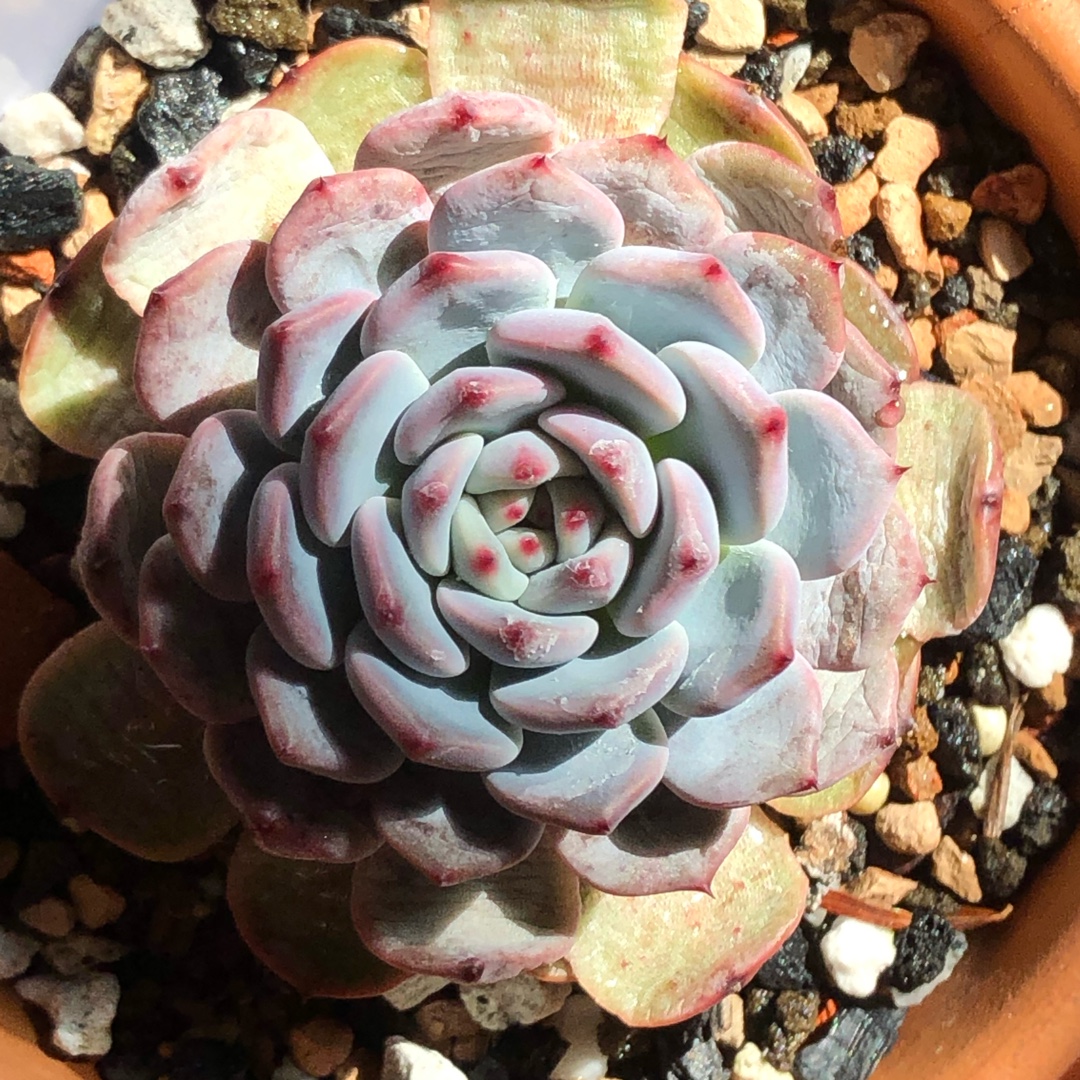 Echeveria Biyantue in the GardenTags plant encyclopedia Echeveria Biyantue in the GardenTags plant encyclopedia