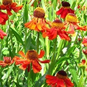 Helenium hybride Kupferzwerg (Copper Dwarf) in the GardenTags plant encyclopedia Sneezeweed Kupferzwerg in the GardenTags plant encyclopedia