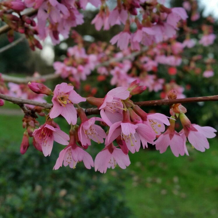 Prunus Okame in the GardenTags plant encyclopedia Flowering Cherry Tree Okame in the GardenTags plant encyclopedia