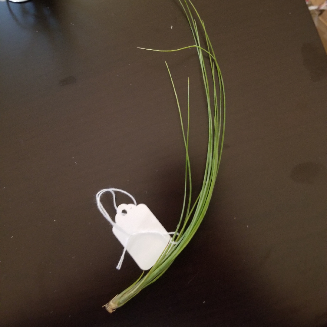 Tillandsia remota in the GardenTags plant encyclopedia Airplant (Species) Tillandsia remota in the GardenTags plant encyclopedia