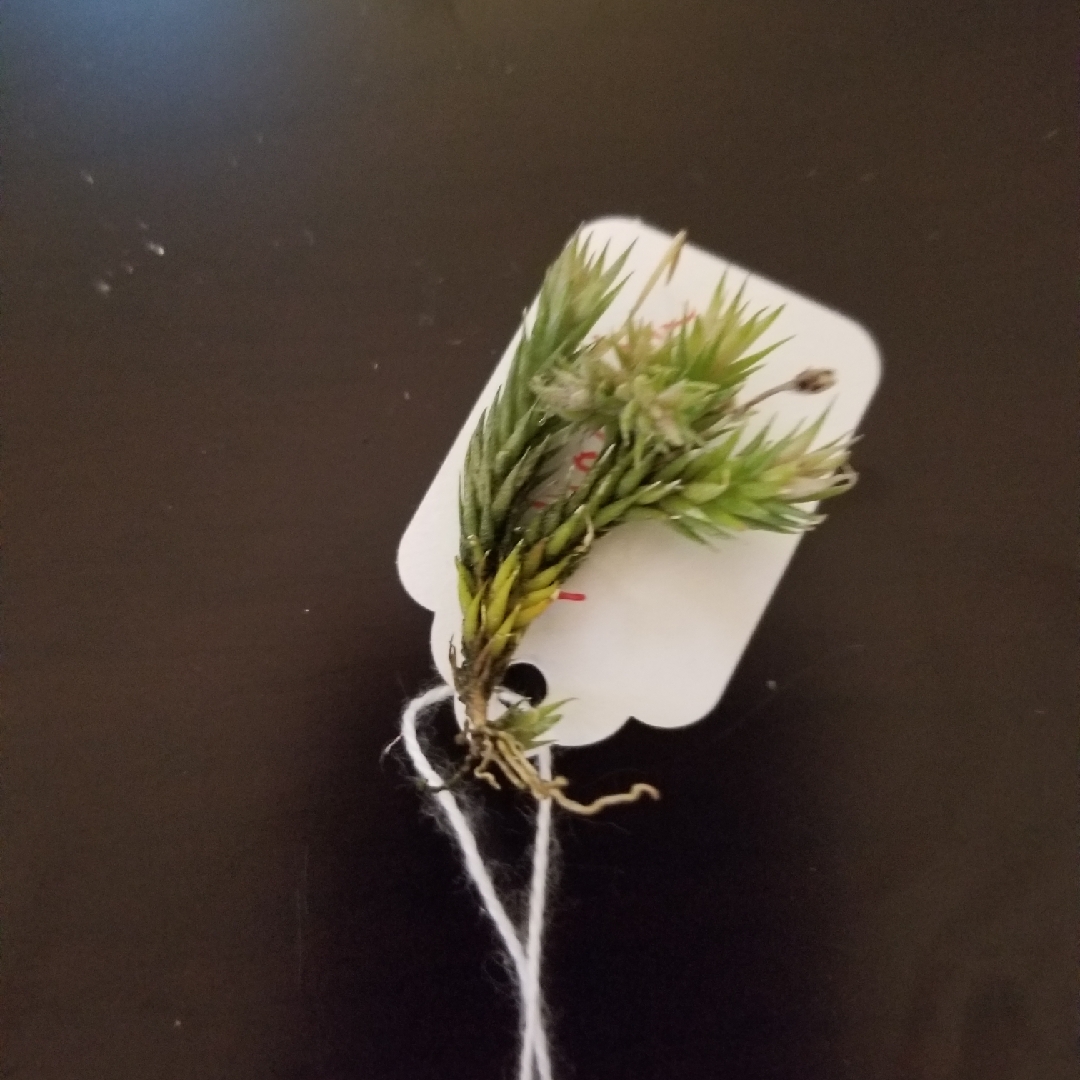 Tillandsia pedicellata in the GardenTags plant encyclopedia Airplant (Species) Tillandsia pedicellata in the GardenTags plant encyclopedia