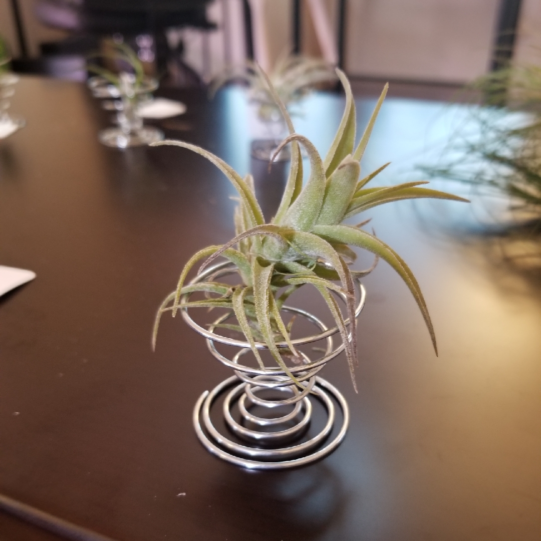 Tillandsia latifolia in the GardenTags plant encyclopedia Airplant (Species) Tillandsia latifolia in the GardenTags plant encyclopedia