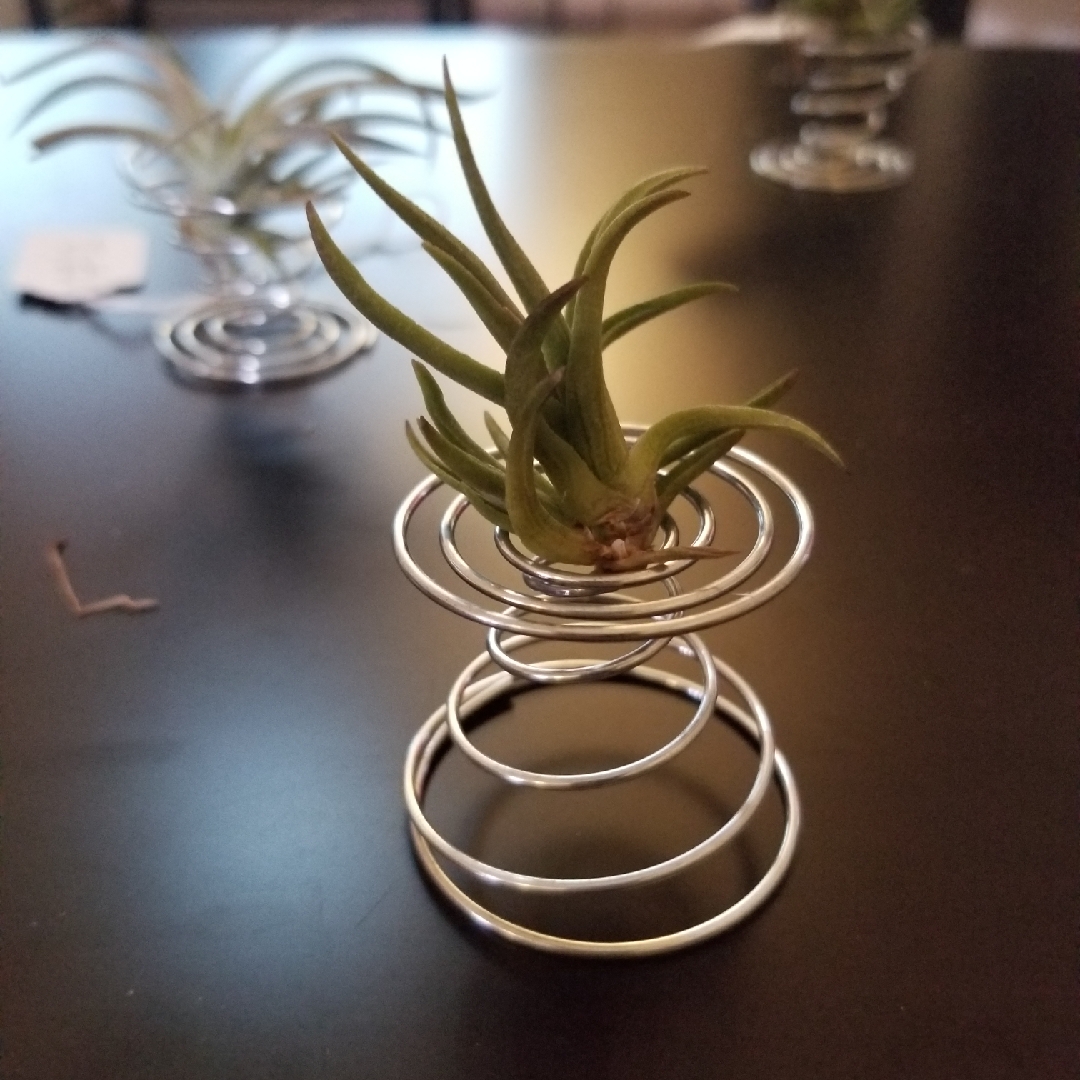 Tillandsia argentina in the GardenTags plant encyclopedia Airplant (Species) Tillandsia argentina in the GardenTags plant encyclopedia