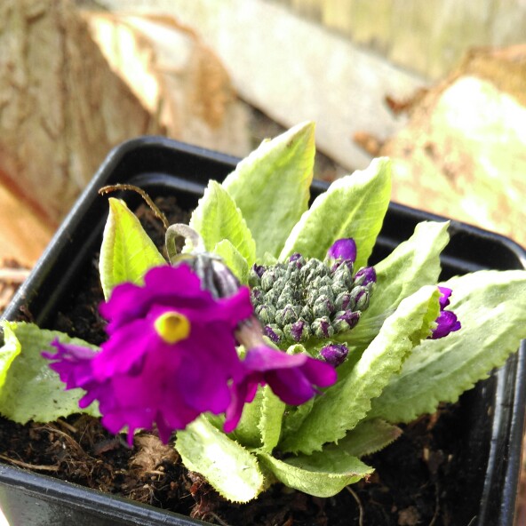 Primula Denticulata Ruby in the GardenTags plant encyclopedia Drumstick Primrose Ruby in the GardenTags plant encyclopedia