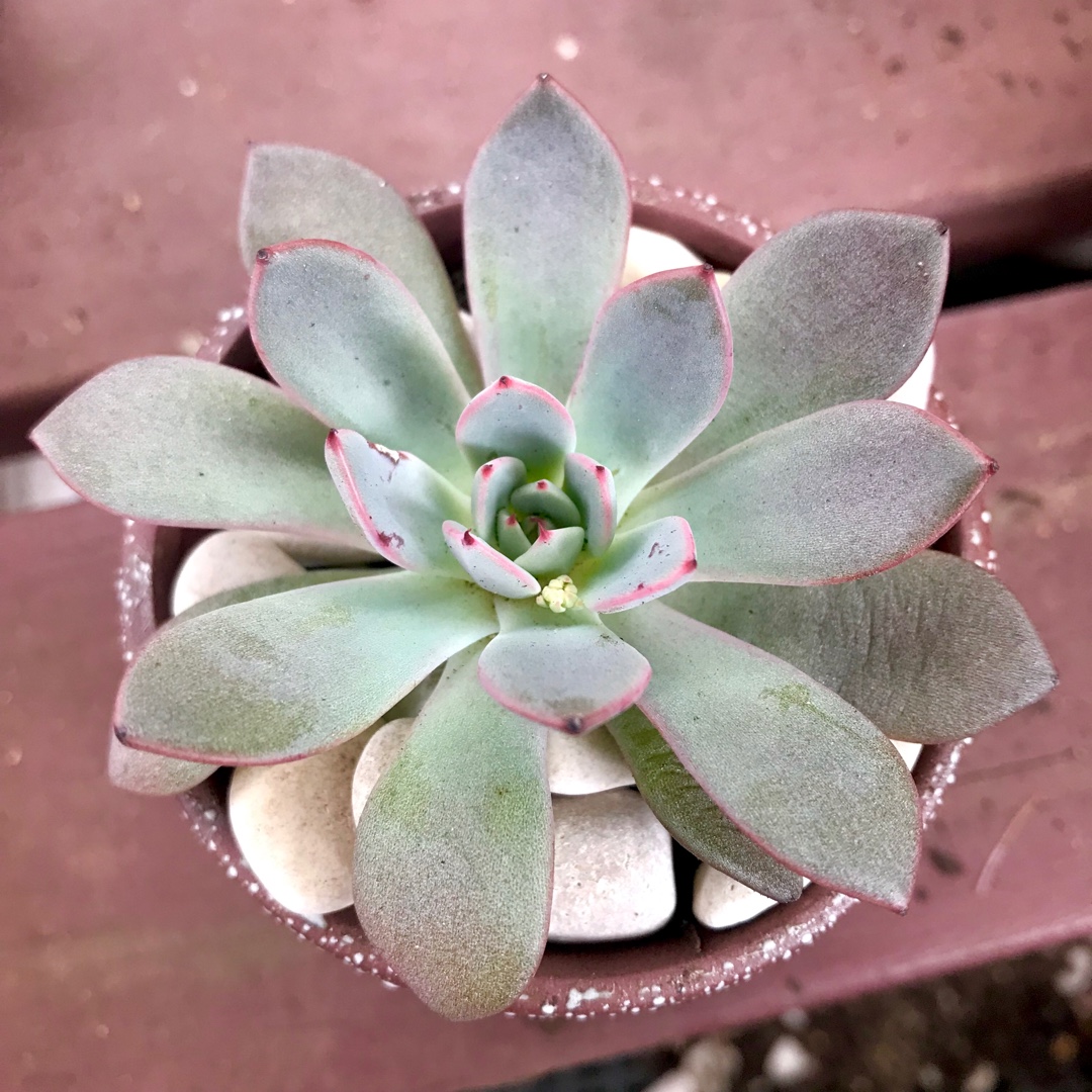 Echeveria Caamanoi in the GardenTags plant encyclopedia Echeveria Caamanoi in the GardenTags plant encyclopedia
