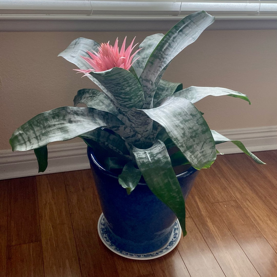 Aechmea fasciata, Bromeliad Aechmea fasciata in GardenTags plant  encyclopedia