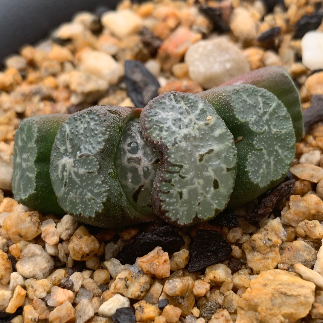 Haworthia Kyohou in the GardenTags plant encyclopedia Haworthia Kyohou in the GardenTags plant encyclopedia