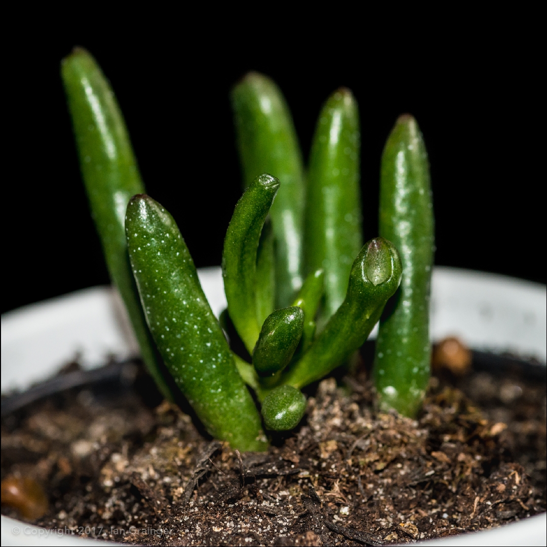 Crassula Ovata Ogre Ears in the GardenTags plant encyclopedia