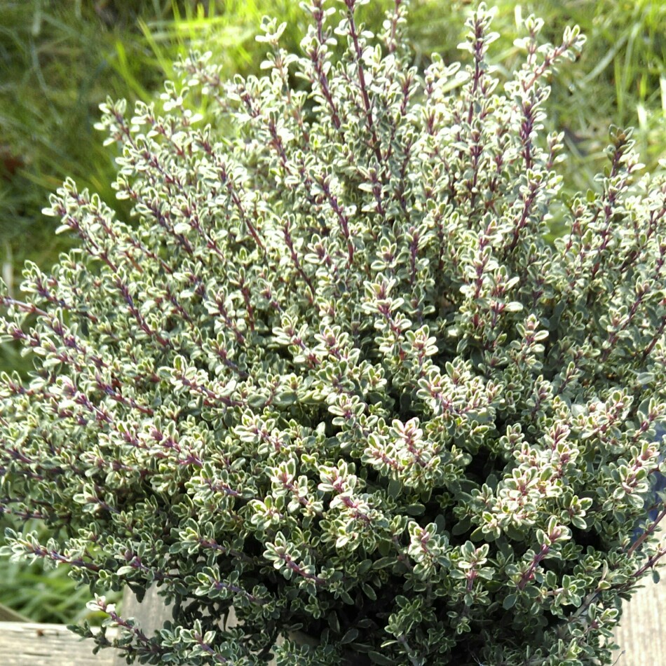 Thymus Silver Queen in the GardenTags plant encyclopedia Thyme Silver Queen in the GardenTags plant encyclopedia