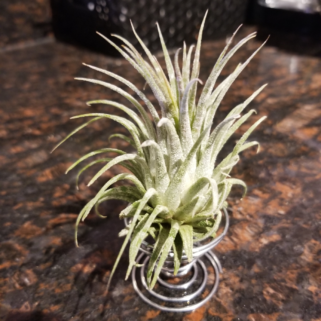 Tillandsia ionantha Zebrina in the GardenTags plant encyclopedia Airplant Zebrina in the GardenTags plant encyclopedia