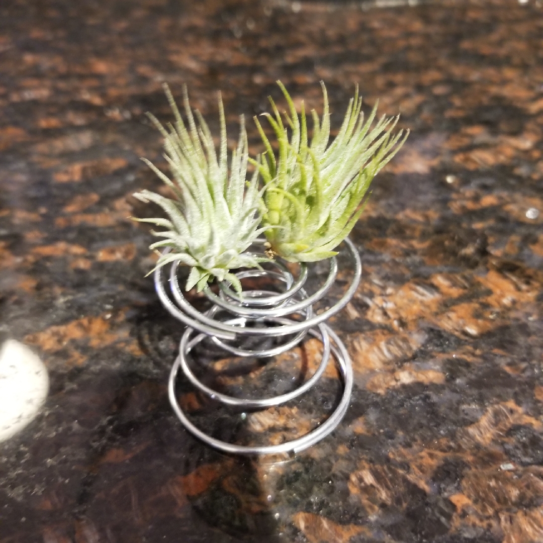 Tillandsia ionantha Peanuts in the GardenTags plant encyclopedia Airplant Peanuts in the GardenTags plant encyclopedia
