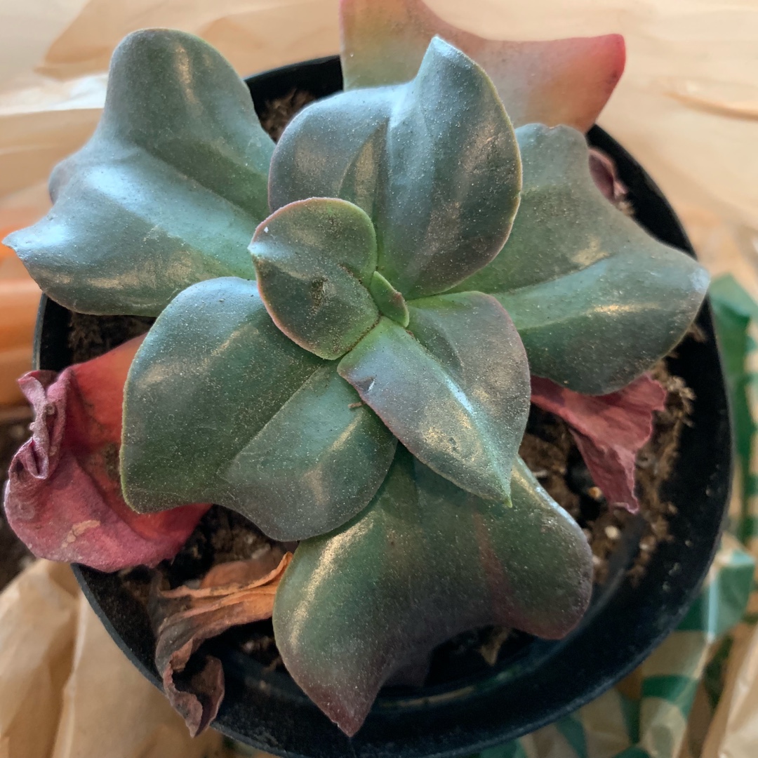 Echeveria Autumn Flame in the GardenTags plant encyclopedia Autumn Flame Flame in the GardenTags plant encyclopedia