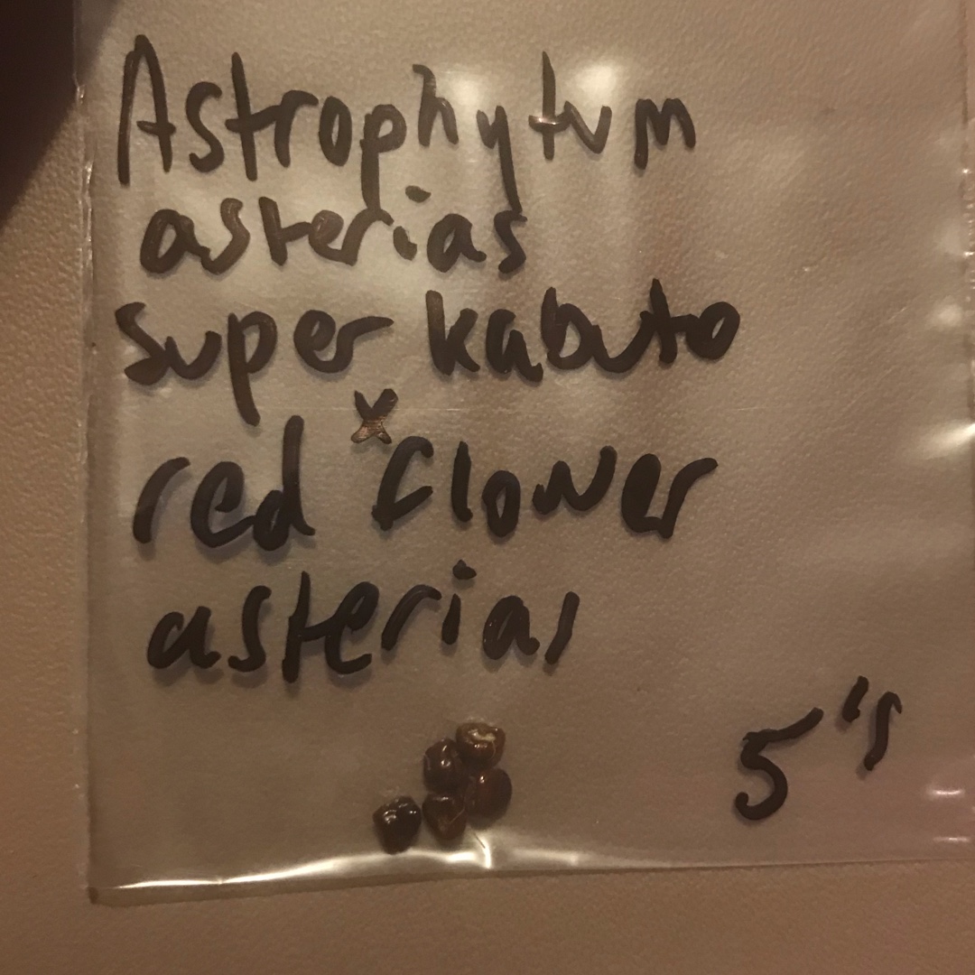 Astrophytum Super Kabuto x Asterias Red Flower in the GardenTags plant encyclopedia Astrophytum Super Kabuto x Red Flower Asterias in the GardenTags plant encyclopedia