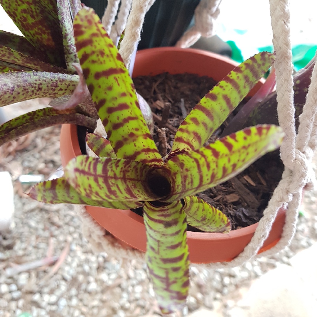 Neoregelia Pixie Cat in the GardenTags plant encyclopedia Neoregelia Pixie Cat in the GardenTags plant encyclopedia