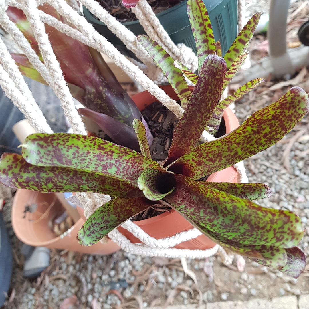 Neoregelia Mo Peppa Please in the GardenTags plant encyclopedia Neoregelia Mo Peppa Please in the GardenTags plant encyclopedia