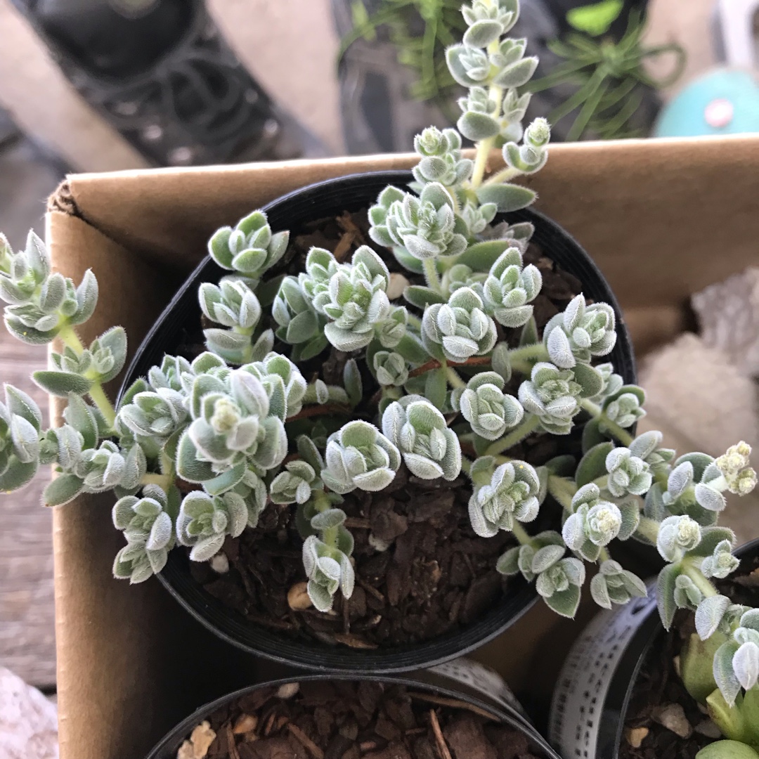 Crassula Lanuginosa var. Pachystemon in the GardenTags plant encyclopedia