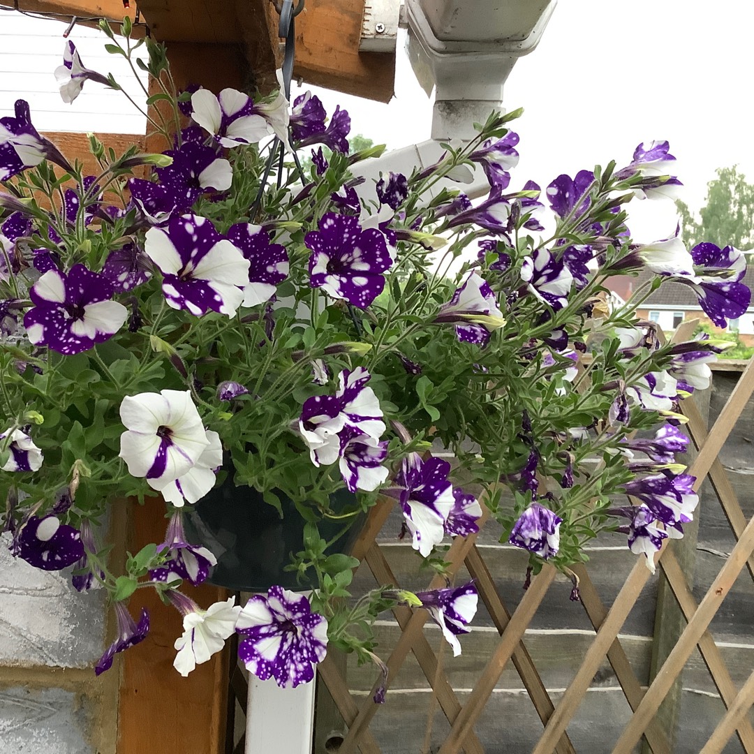 Petunia in the GardenTags plant encyclopedia Trailing Petunia Burgundy Star in the GardenTags plant encyclopedia