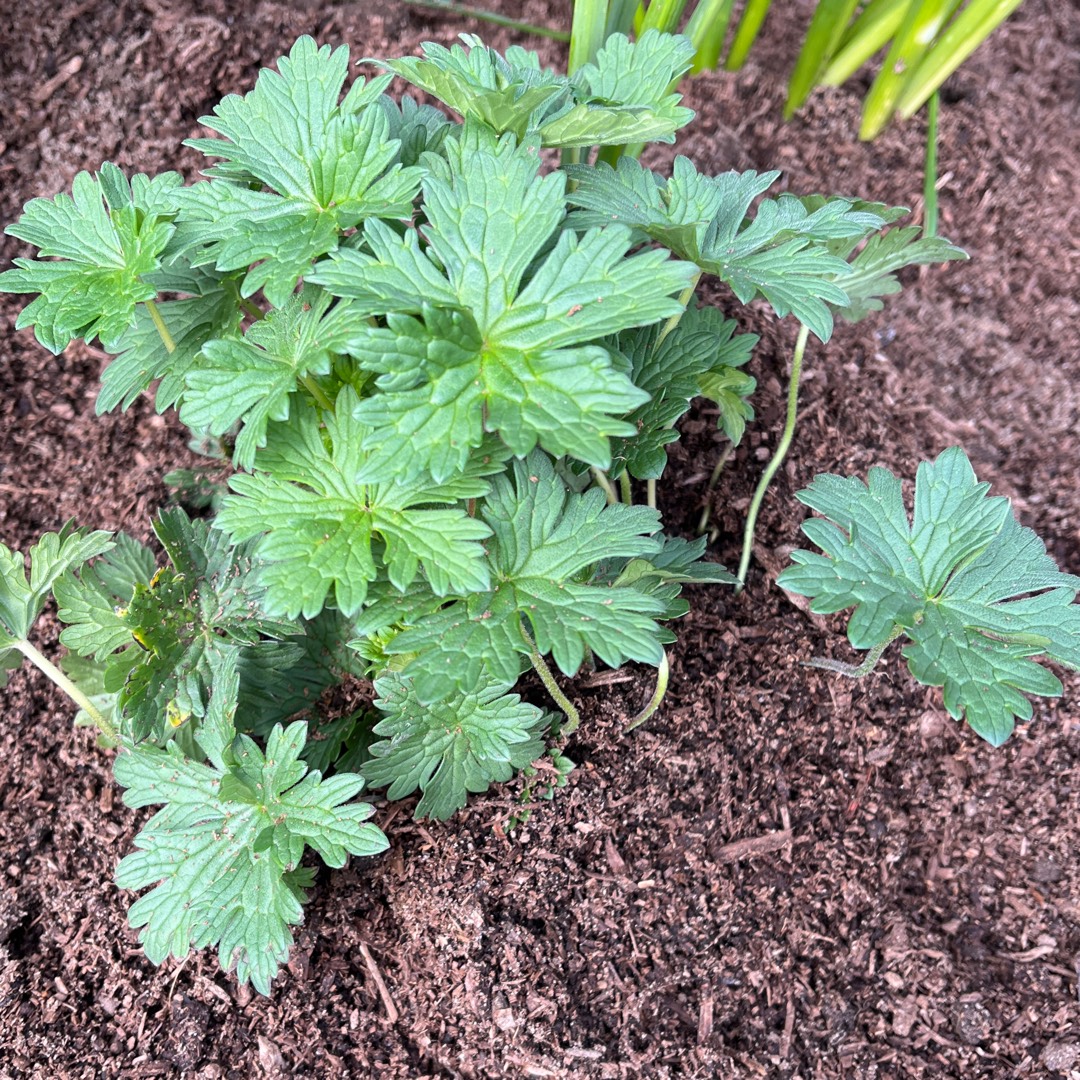 Geranium pratense (Victor Reiter Group) New Dimension in the GardenTags plant encyclopedia Meadow Cranesbill New Dimension in the GardenTags plant encyclopedia